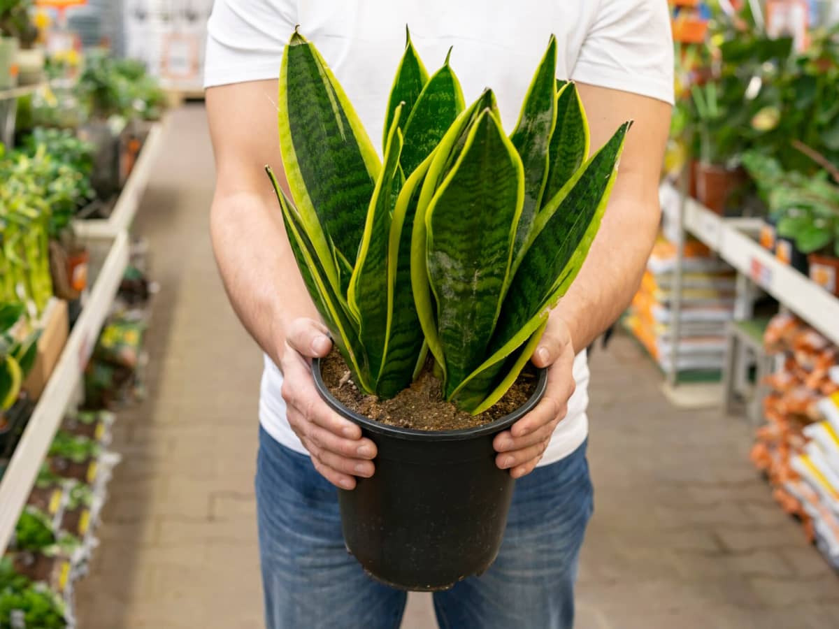 Lidah Mertua (Sansevieria)