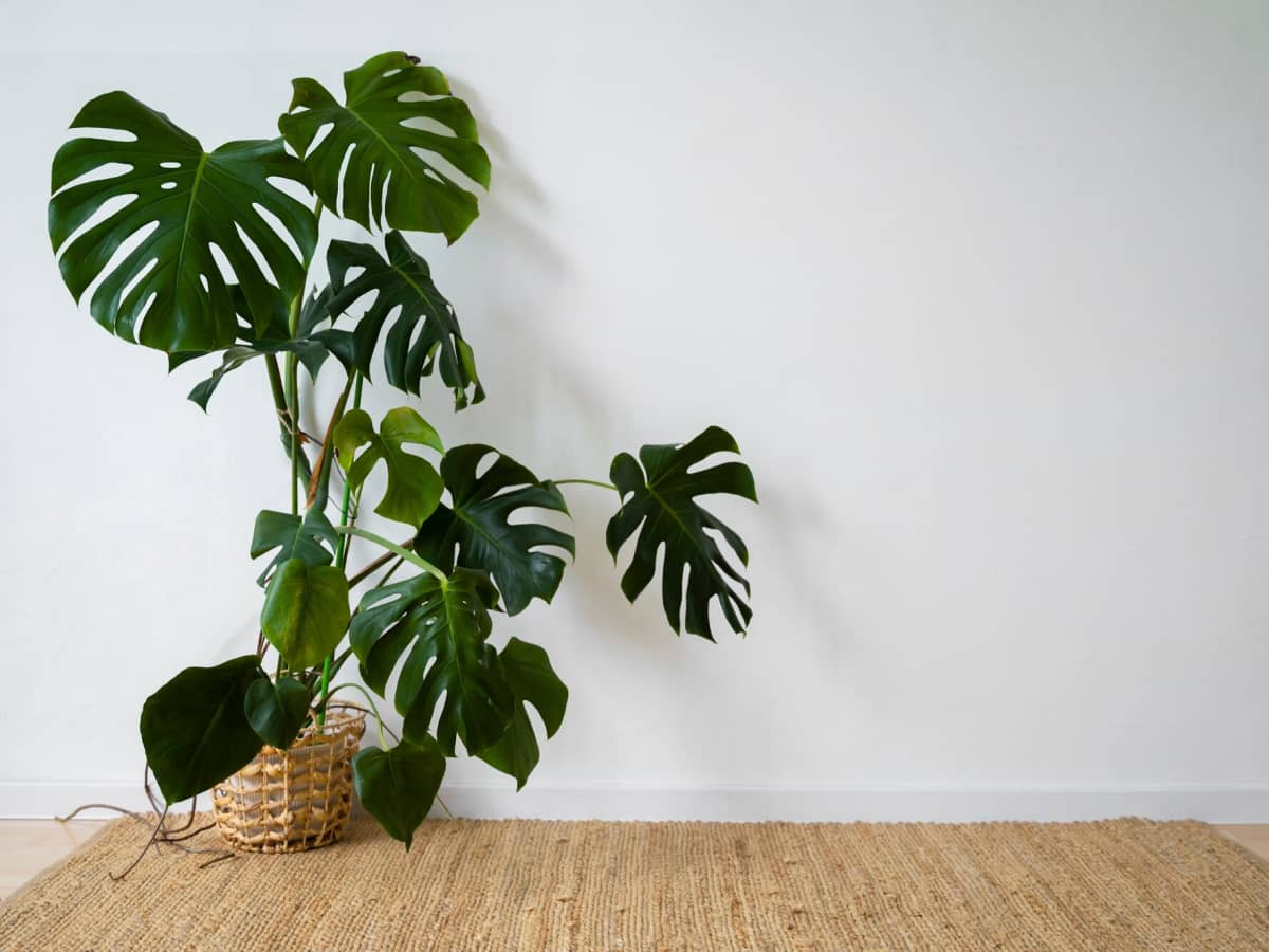 Monstera Deliciosa