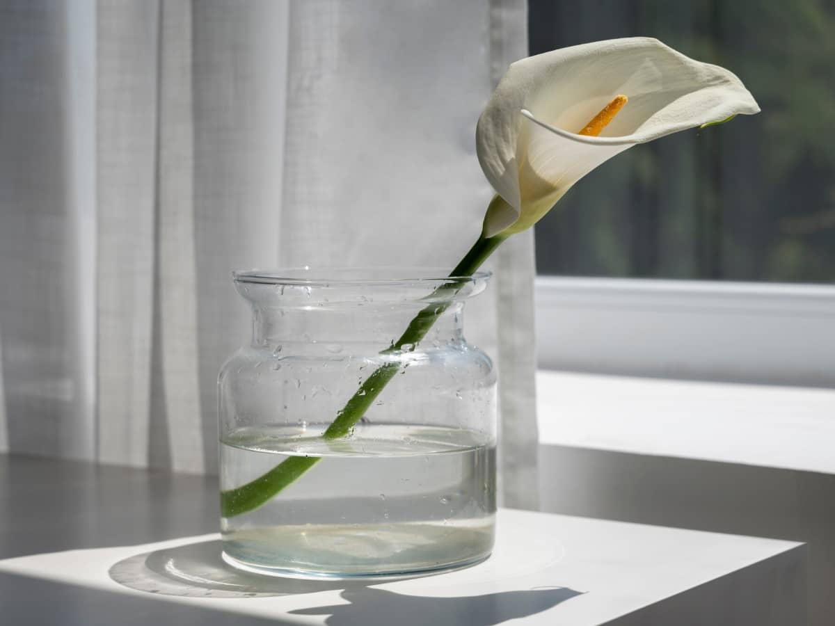 Peace Lily (Spathiphyllum)