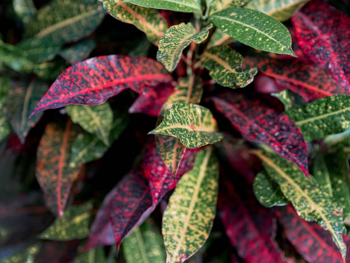 Sri Rejeki (Aglaonema)