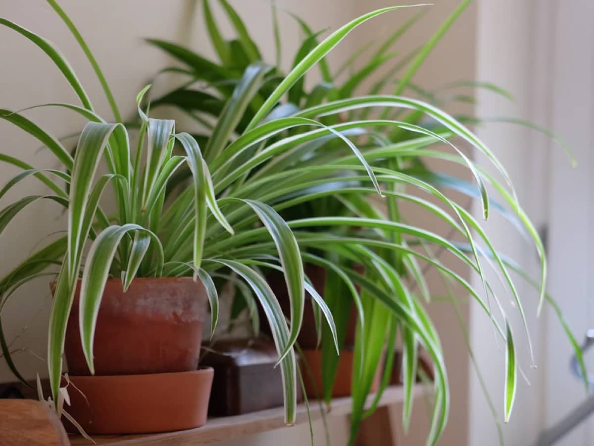 Spider Plant (Chlorophytum Comosum)